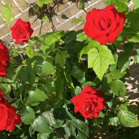 Holidayhome Zonnestraal 9P Amsterdam And The Beach Heerhugowaard Esterno foto